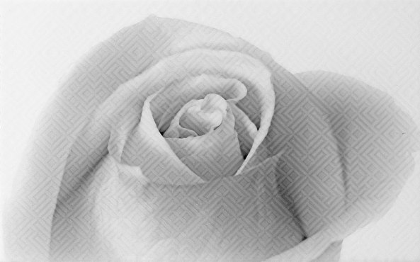 Декор Камелия черный 01