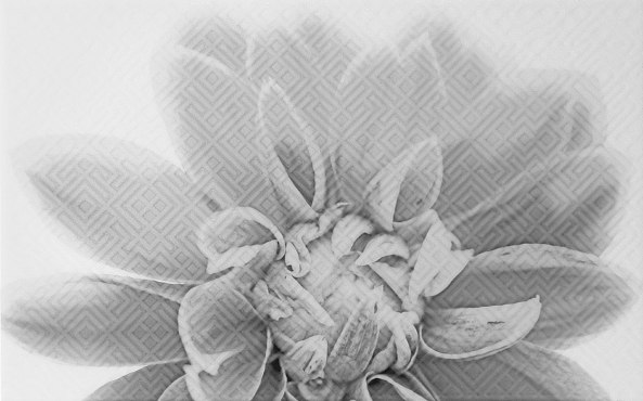 Декор Камелия черный 03