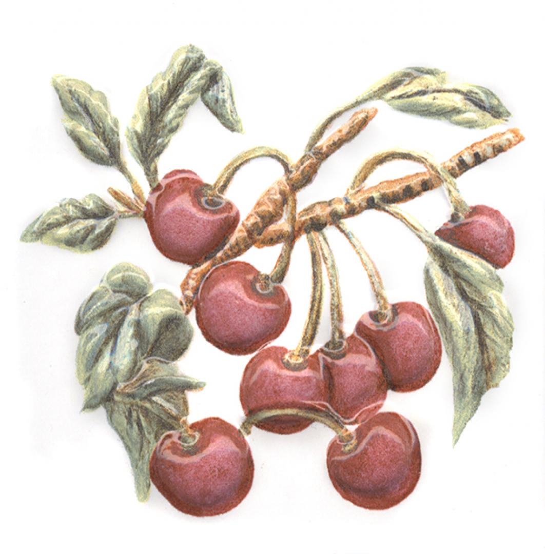 Декор Оранжерея Вишня