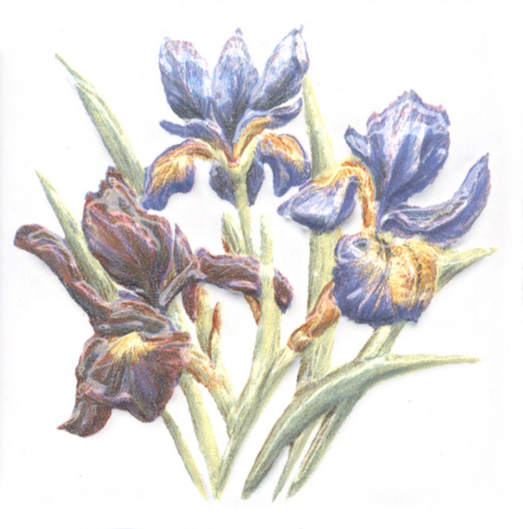 Декор Оранжерея Ирисы