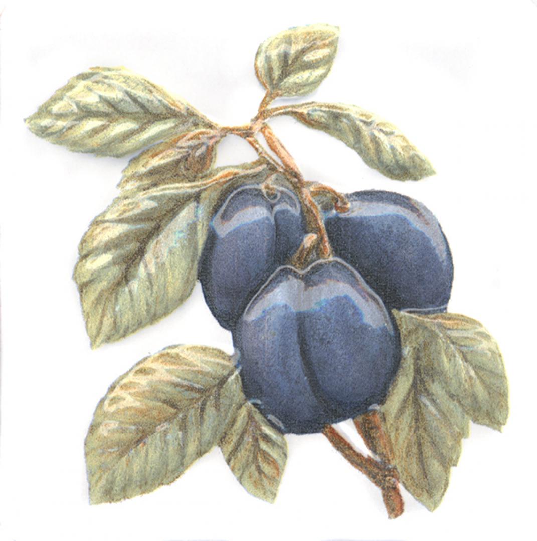 Декор Оранжерея Слива