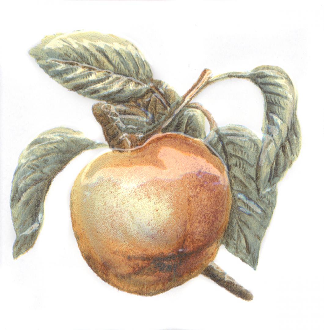 Декор Оранжерея Яблоко